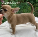 Beautiful Chihuahua puppies for good hom