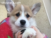 clearly Corgi puppies