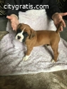 Energetic and affectionate Boxer Puppies