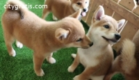 Healthy Shiba Inu puppies