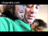 HOME TRAINED BABY CAPUCHIN MONKEYS FOR S