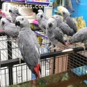 Intelligent African Grey Parrot For Sale