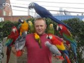 macaw parrots, cockatoos, African greys