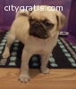 Male and Female Pug Puppies Available