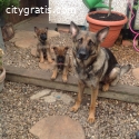 Purebred German Shepherd puppies