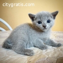 Russia Blue Kittens For Sale