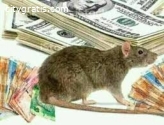 Spiritual Rats That Bring Money Same Day