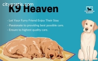 Tail-Wagging Care for Your Furry Friend