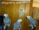 Talking African grey Parrots for sale