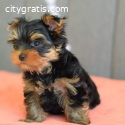 Yorkshire Terrier Puppies Now Available