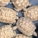 100% het. Albino Sulcata Tortoises