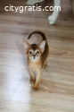 Abyssinian Kittens For Sale