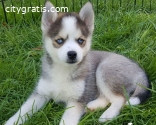 Adorable pomsky puppirs for sale