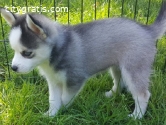 Adorable pomsky puppirs for sale