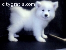 Adorable Samoyed puppies ready for adopt