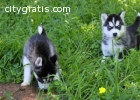 AKc Siberian Husky Puppies Male and Fema