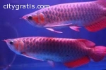 Asian Red Arowana  Super Red Arowana  C