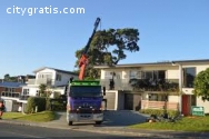 Auckland Tree Services & Trimming Availa