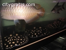 Available Arowana,Stingray Fish