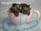 Baby marmoset monkeys for adoption.