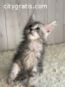 Beautiful Maine Coon Kittens