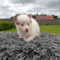 Beautiful pomsky puppies male and female
