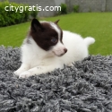 Beautiful pomsky puppies male and female