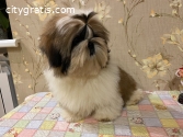 Beautiful Shih Tzu puppies for good home