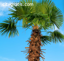Best Palm Tree Removal Service