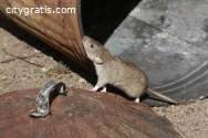 Best Pest Control Service in Wellington