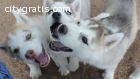 Blue Siberian Husky puppies  on Adoption