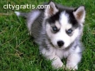 Blue Siberian Husky puppies  on Adoption