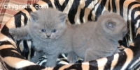 British Shorthair kittens