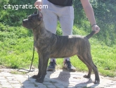 Cane corso puppies tor sale