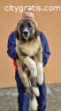 Caucasian Shepherd Dog top dogs