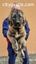 Caucasian Shepherd Dog top dogs