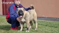 Caucasian shepherd puppies