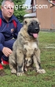 Caucasian shepherd puppies