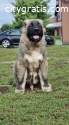 Caucasian shepherd puppies