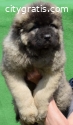 Caucasian Shepherd