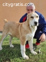 Central Asian Shepherd puppies