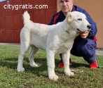 Central Asian Shepherd puppies