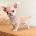 Chihuahua Puppies Available