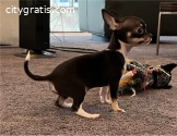 Chihuahua Puppies for Sale