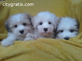 Coton de tulear (Tulear dog) puppies