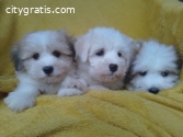 Coton de tulear (Tulear dog) puppies