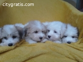 Coton de tulear (Tulear dog) puppies