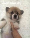 Creatively Corgi puppies