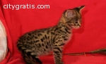 cute exotic savannahs, serval and bengal