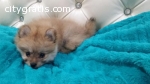 Cute Pomeranian puppy boy
